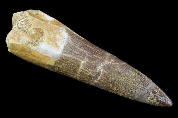 Fossil Plesiosaur (Zarafasaura) Tooth - Morocco #107707